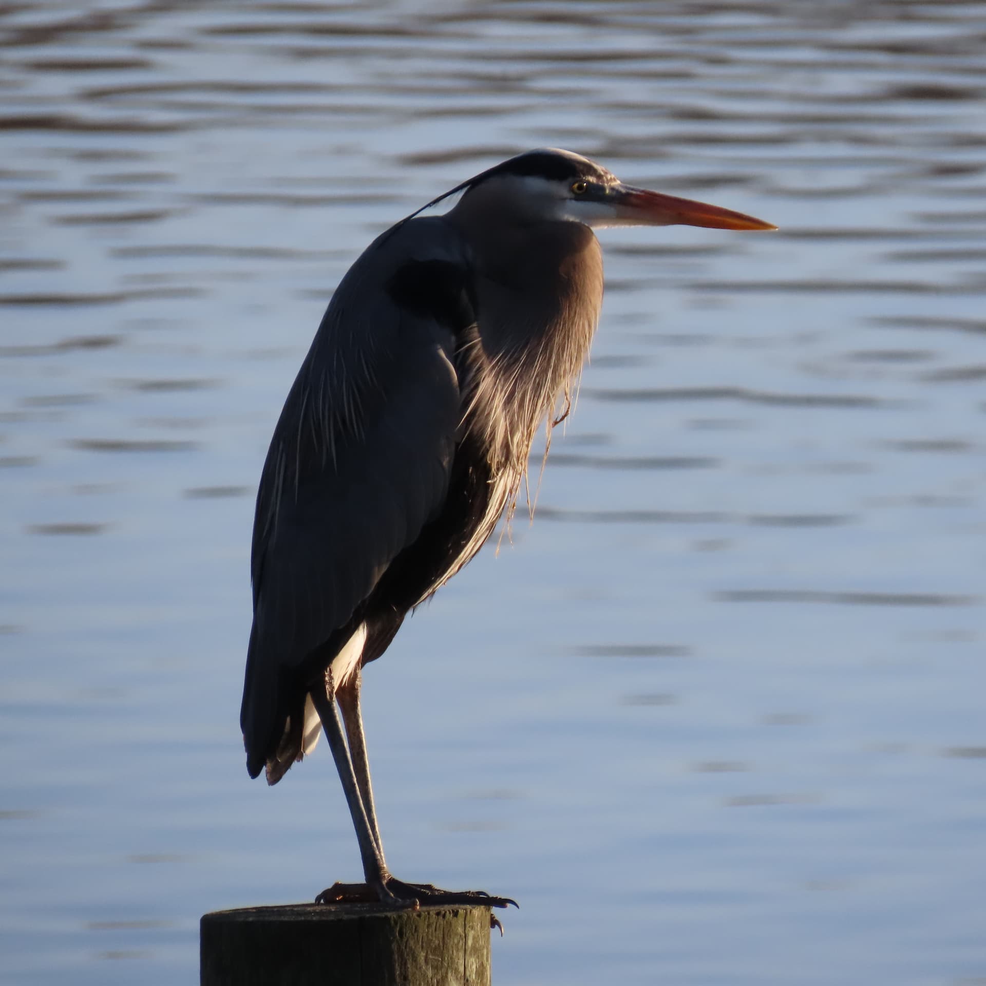 Bird Brain Trivia - Podcasts