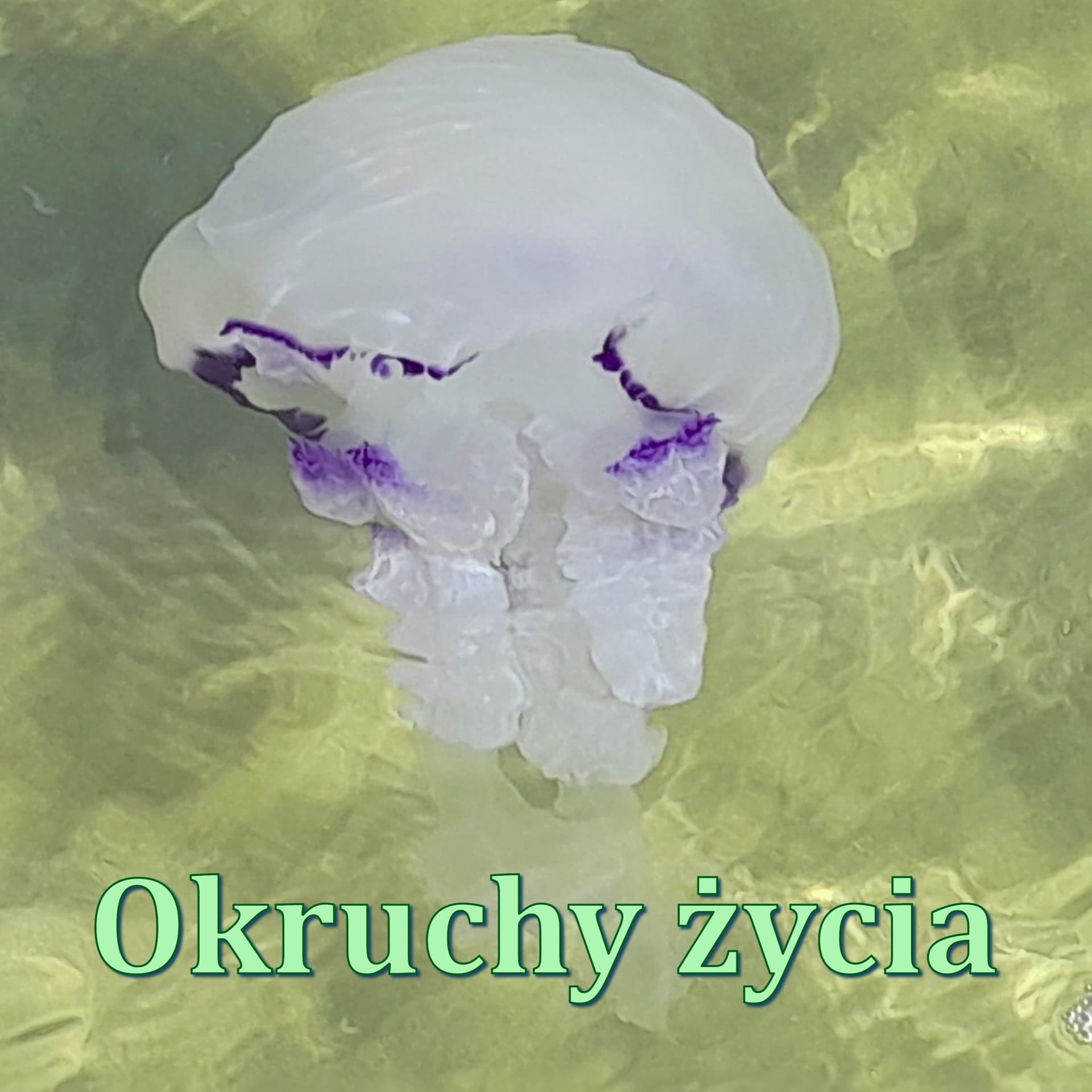 Okruchy życia - Podcasts
