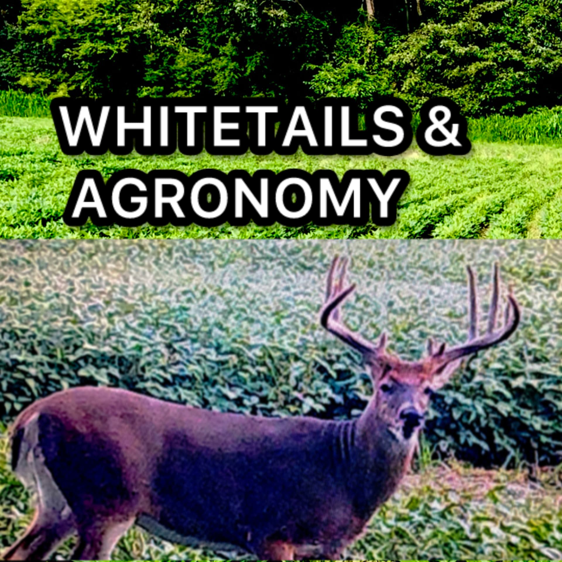WHITETAILS AND AGRONOMY - Podcasts