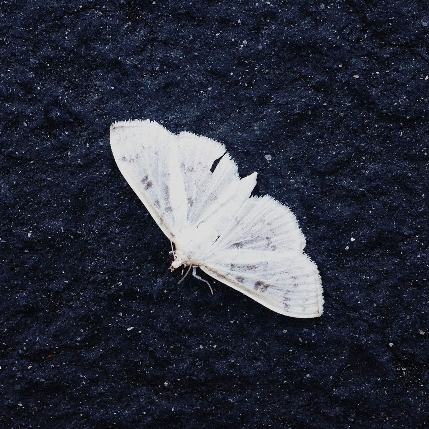 Mini Moth - Podcasts