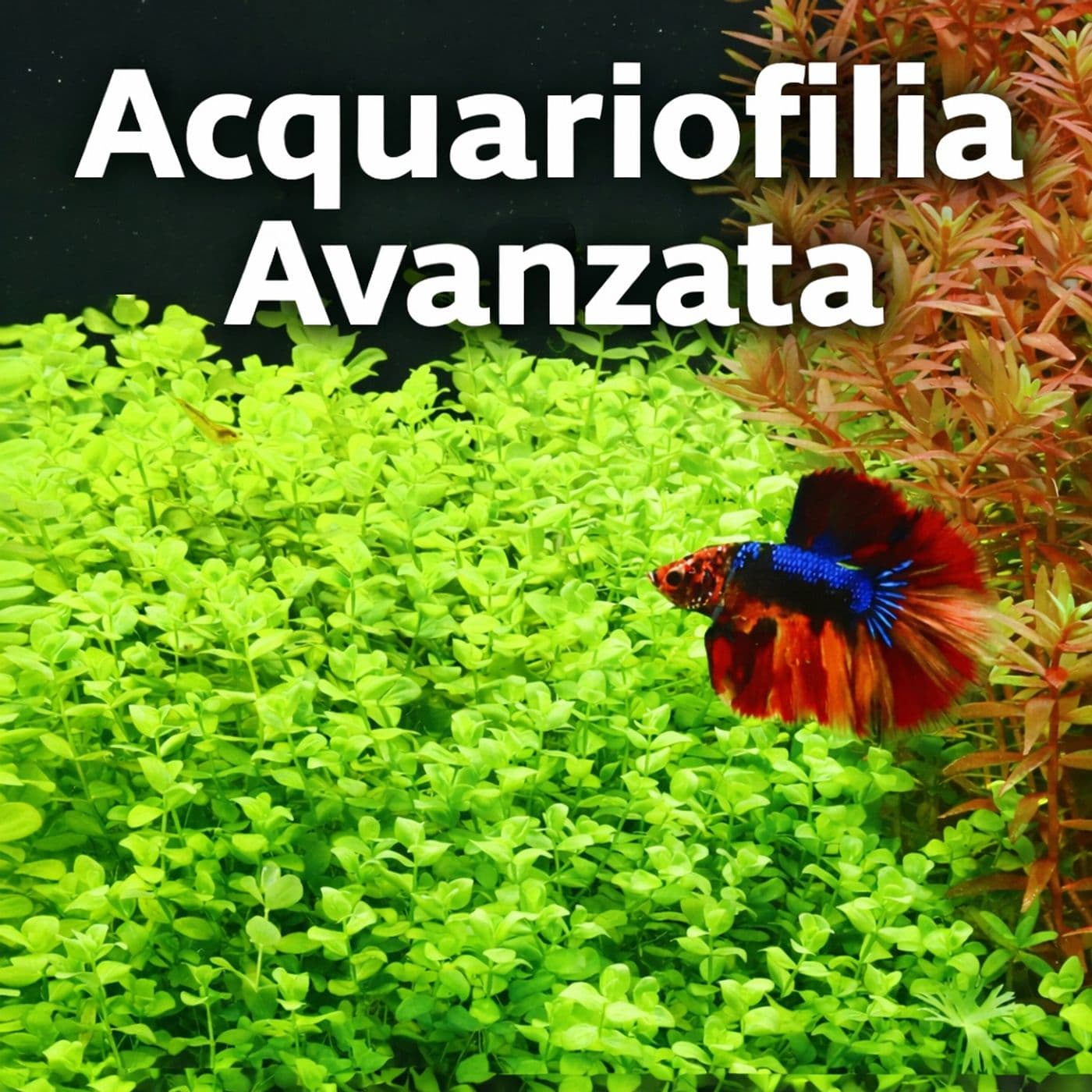 ACQUARIOFILIA AVANZATA by CARIDEA - Podcasts