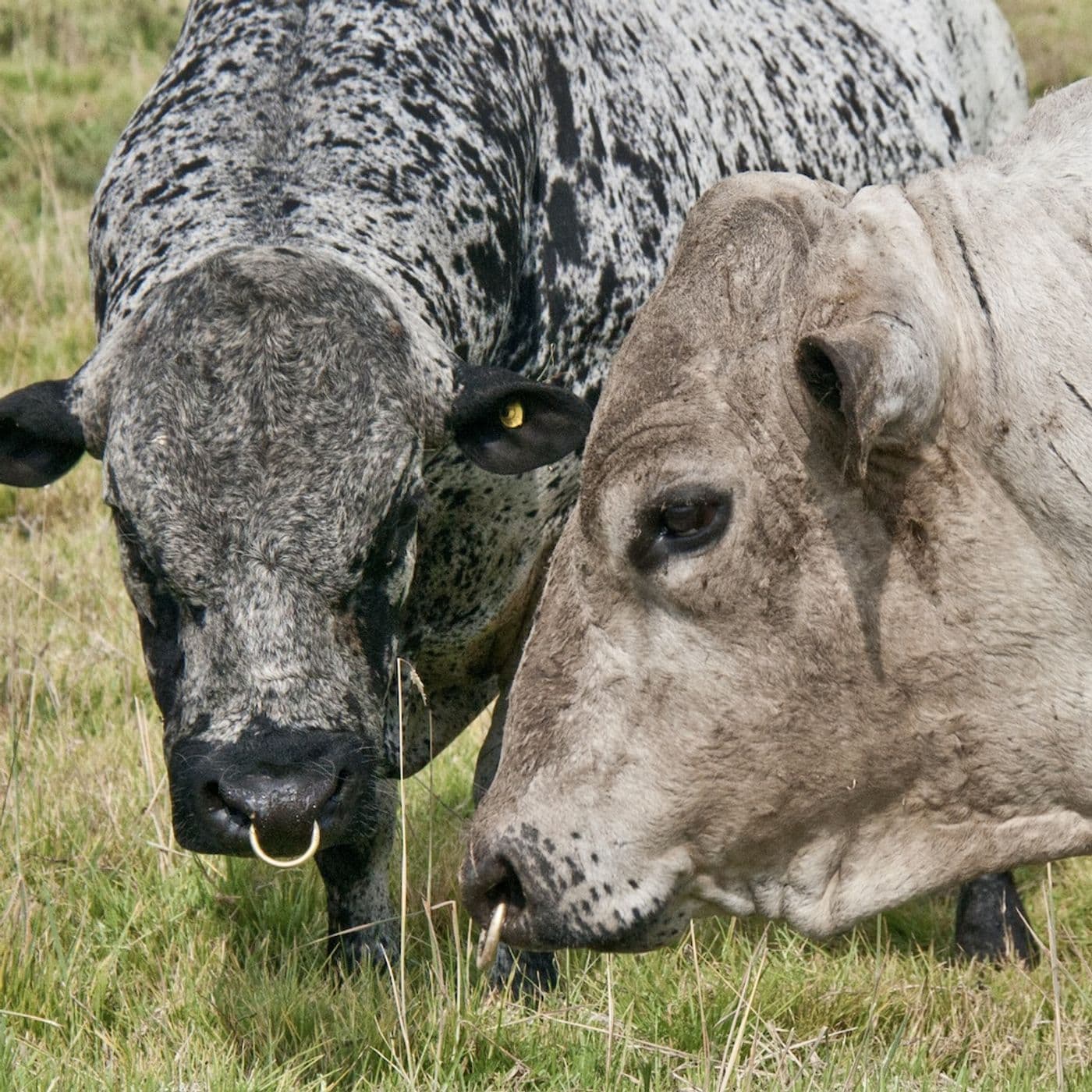 Audiolibro ModeloProductivo Carne Bovina - Podcasts
