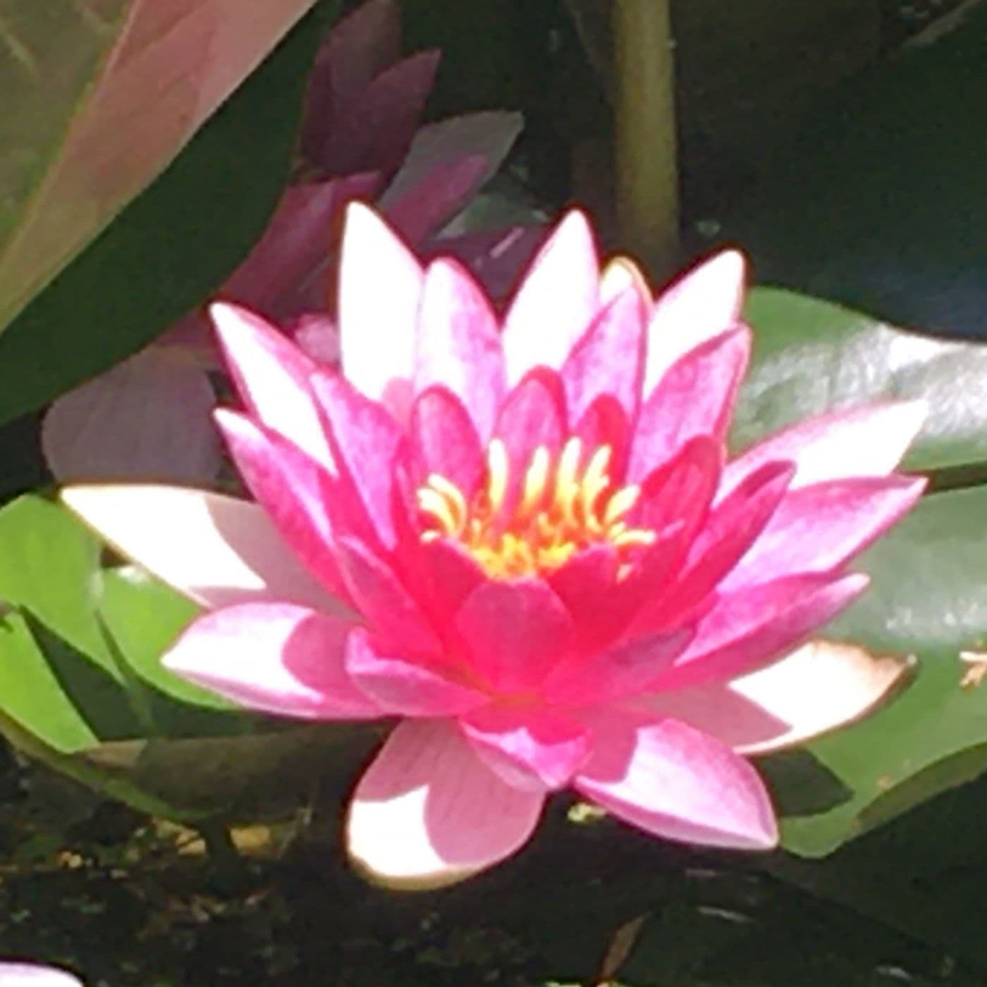 Freebie guidede øvelser og meditationer - Podcasts