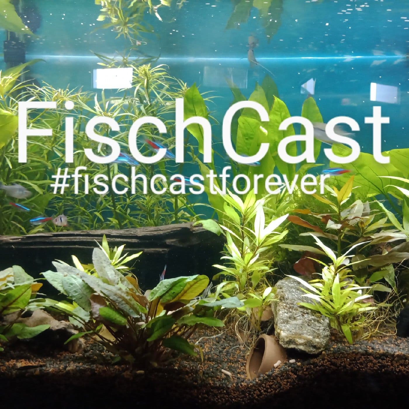 FischCast - Podcasts