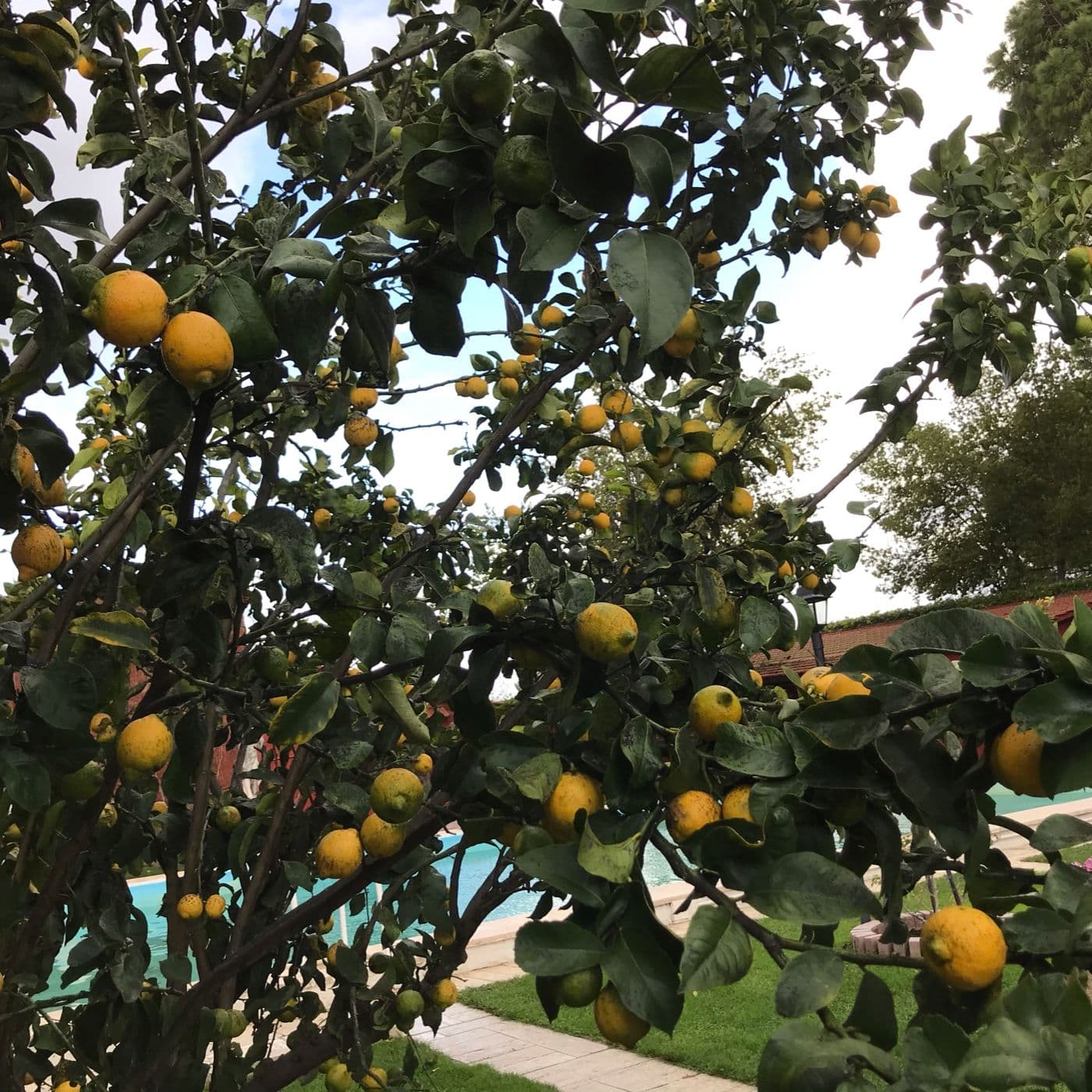 Cibo al Cibo - Podcasts