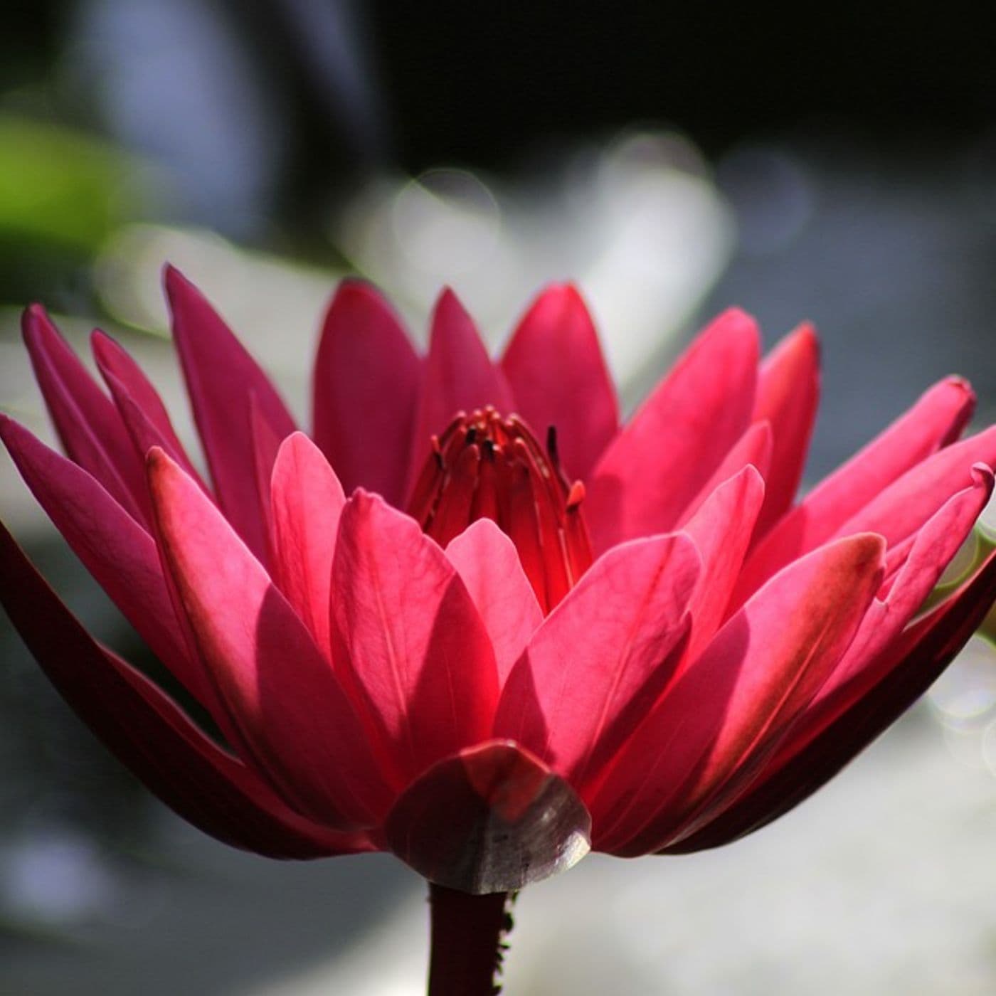 Feng Shui: l'Arte di Armonizzare gli Spazi - Podcasts