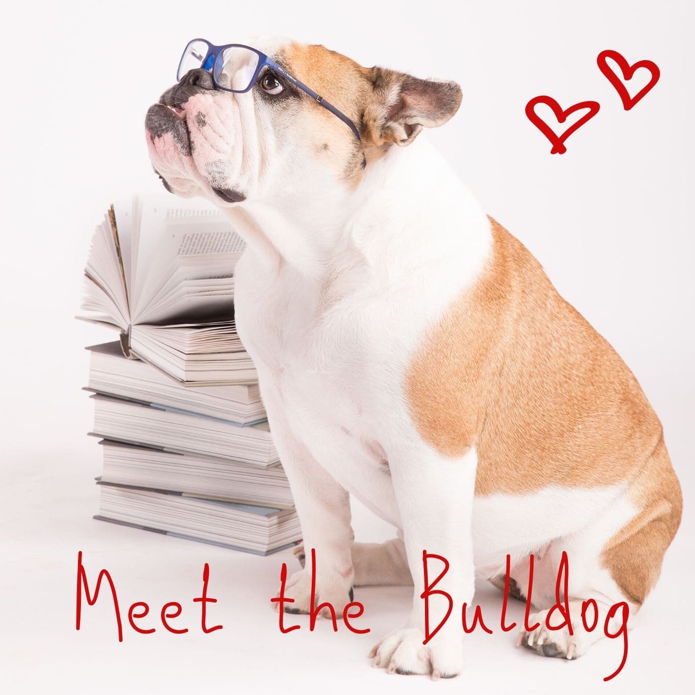 Meet The Bulldog - Podcasts