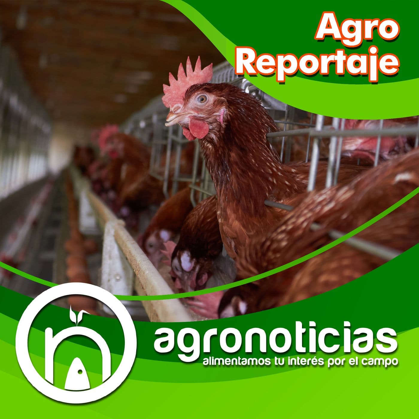 AgroReportaje - Podcasts