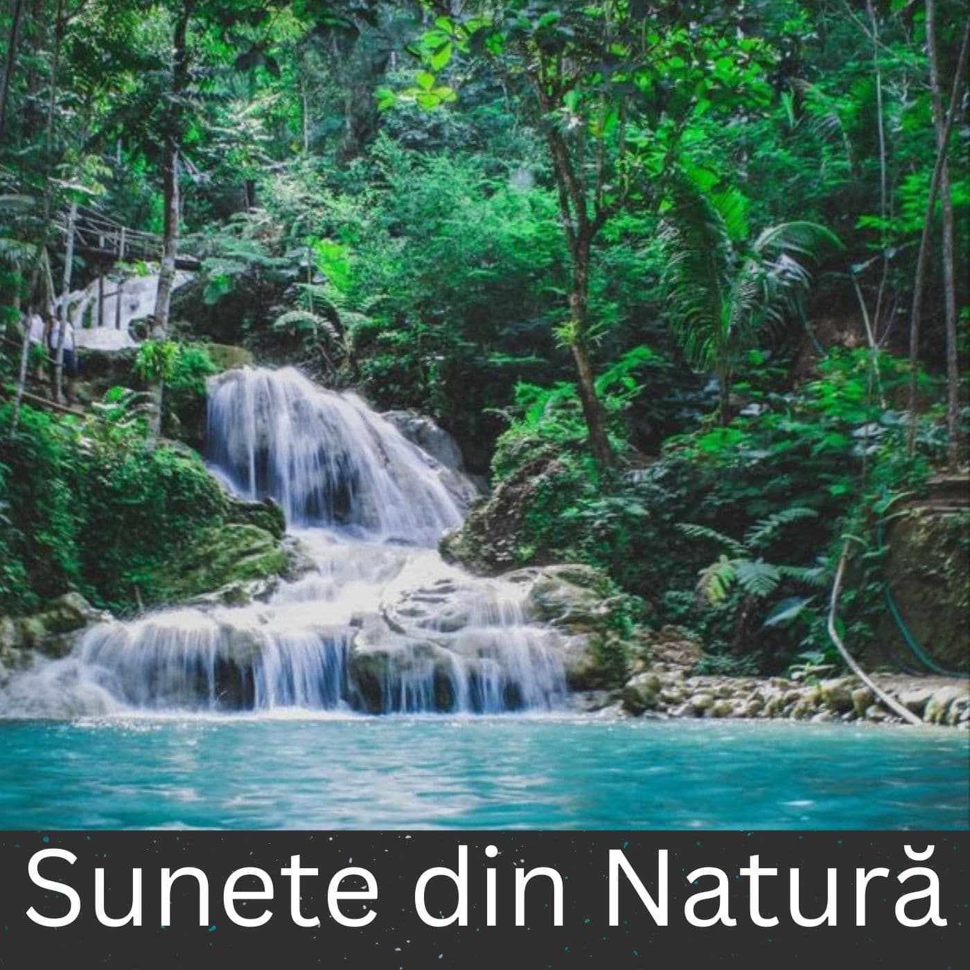 Sunete din Natură - Podcasts