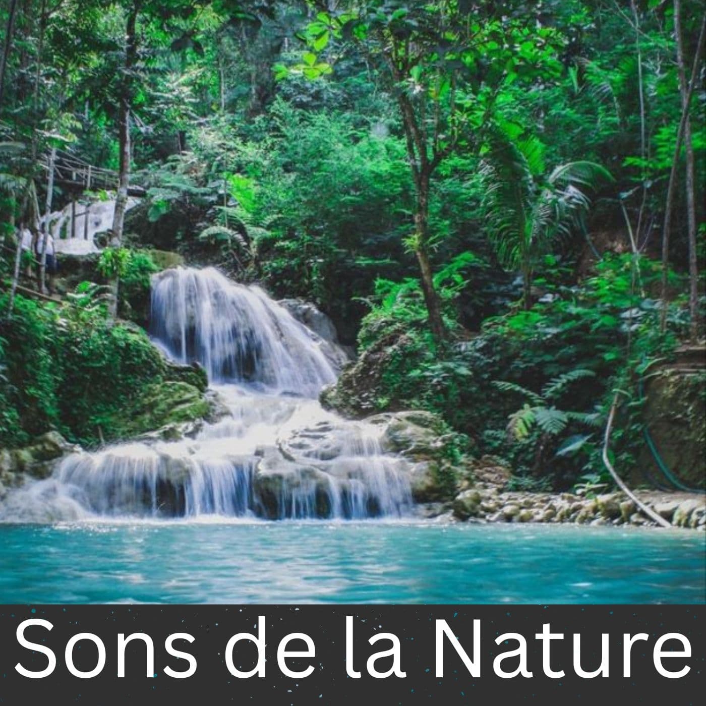 Sons de la Nature - Podcasts