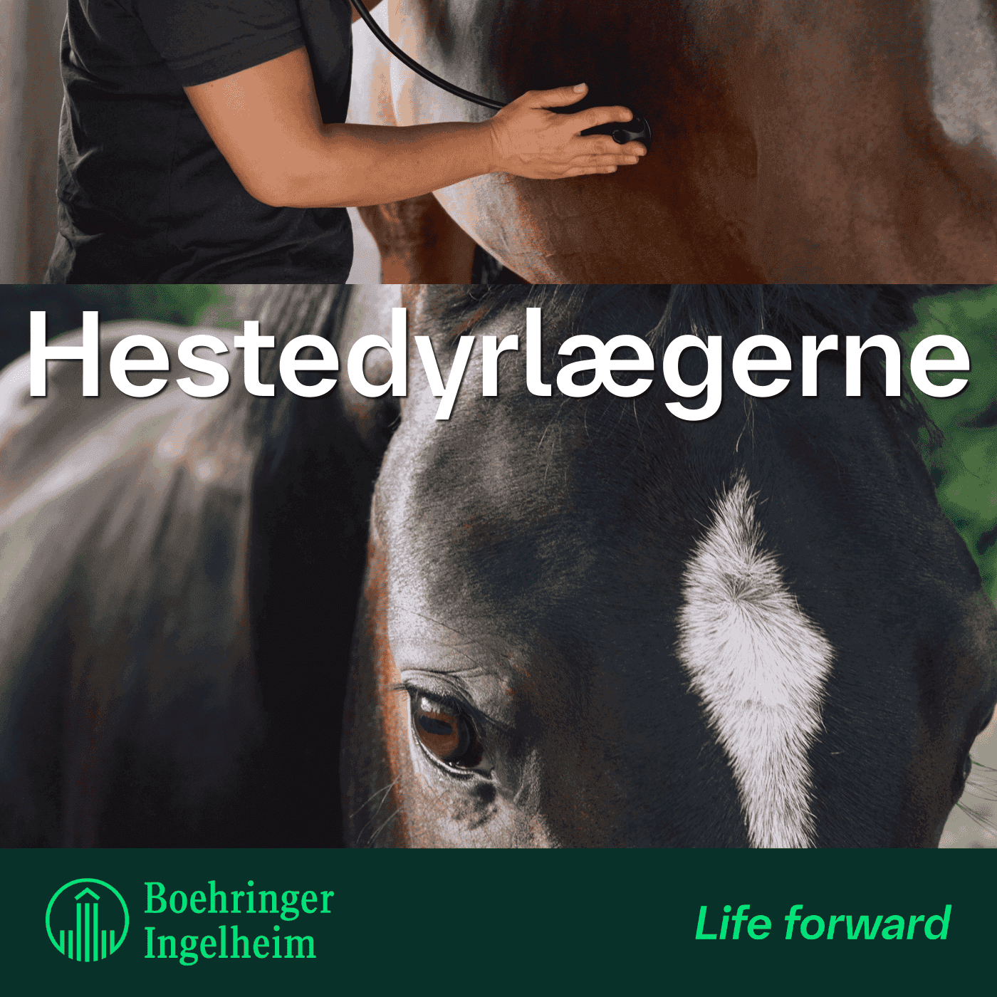Hestedyrlægerne - Podcasts