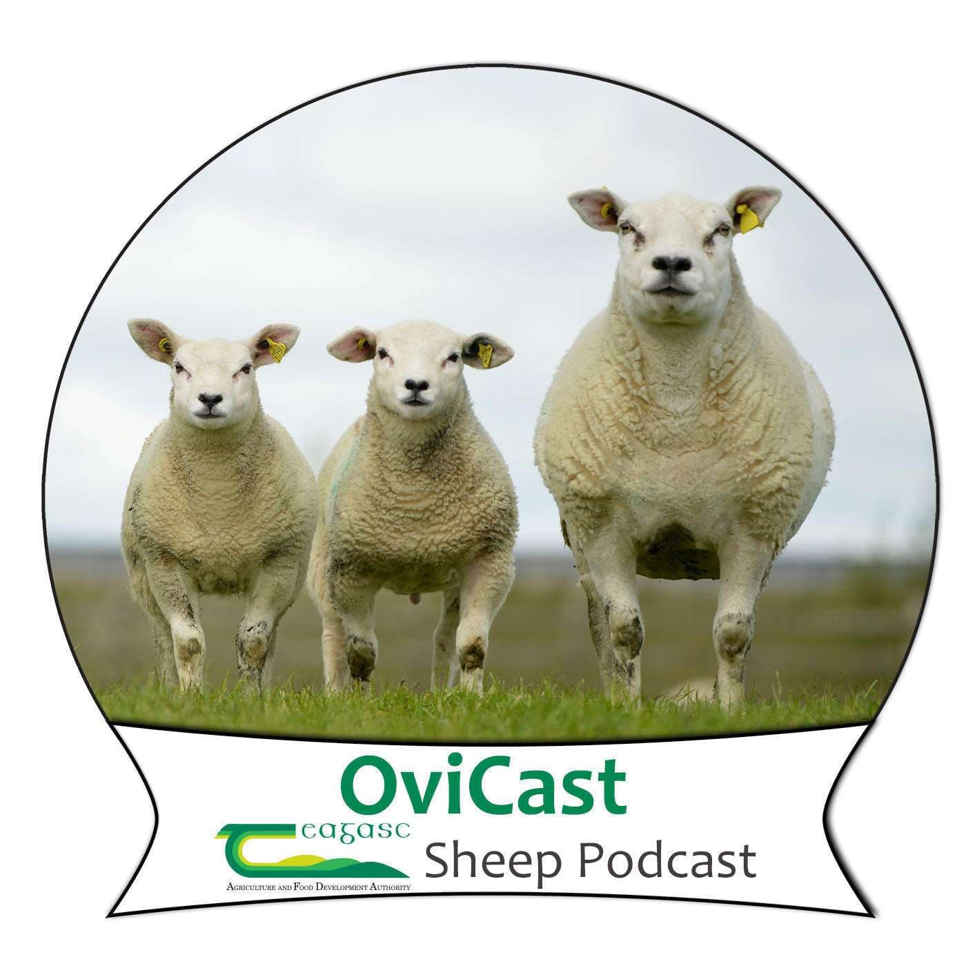 OviCast - Podcasts
