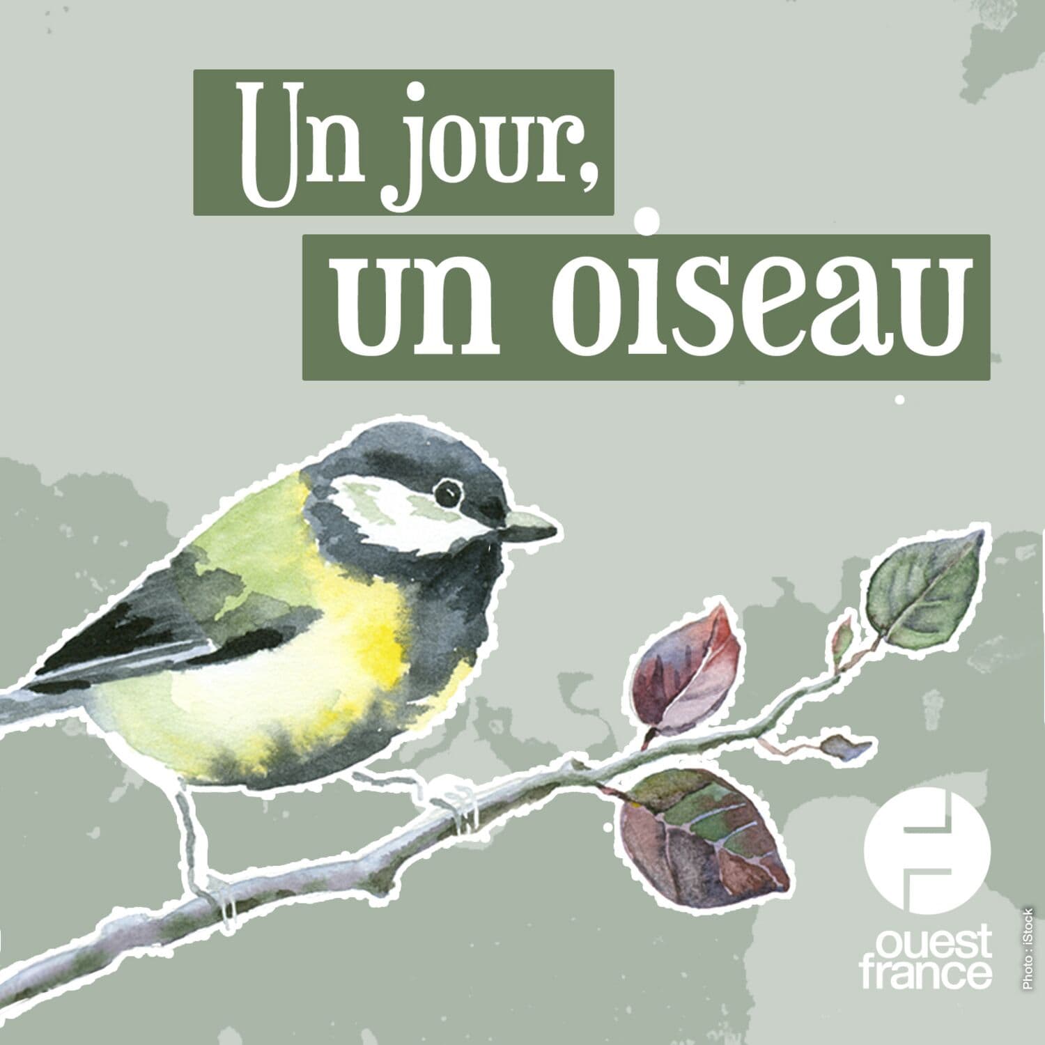Un jour, un oiseau - Podcasts
