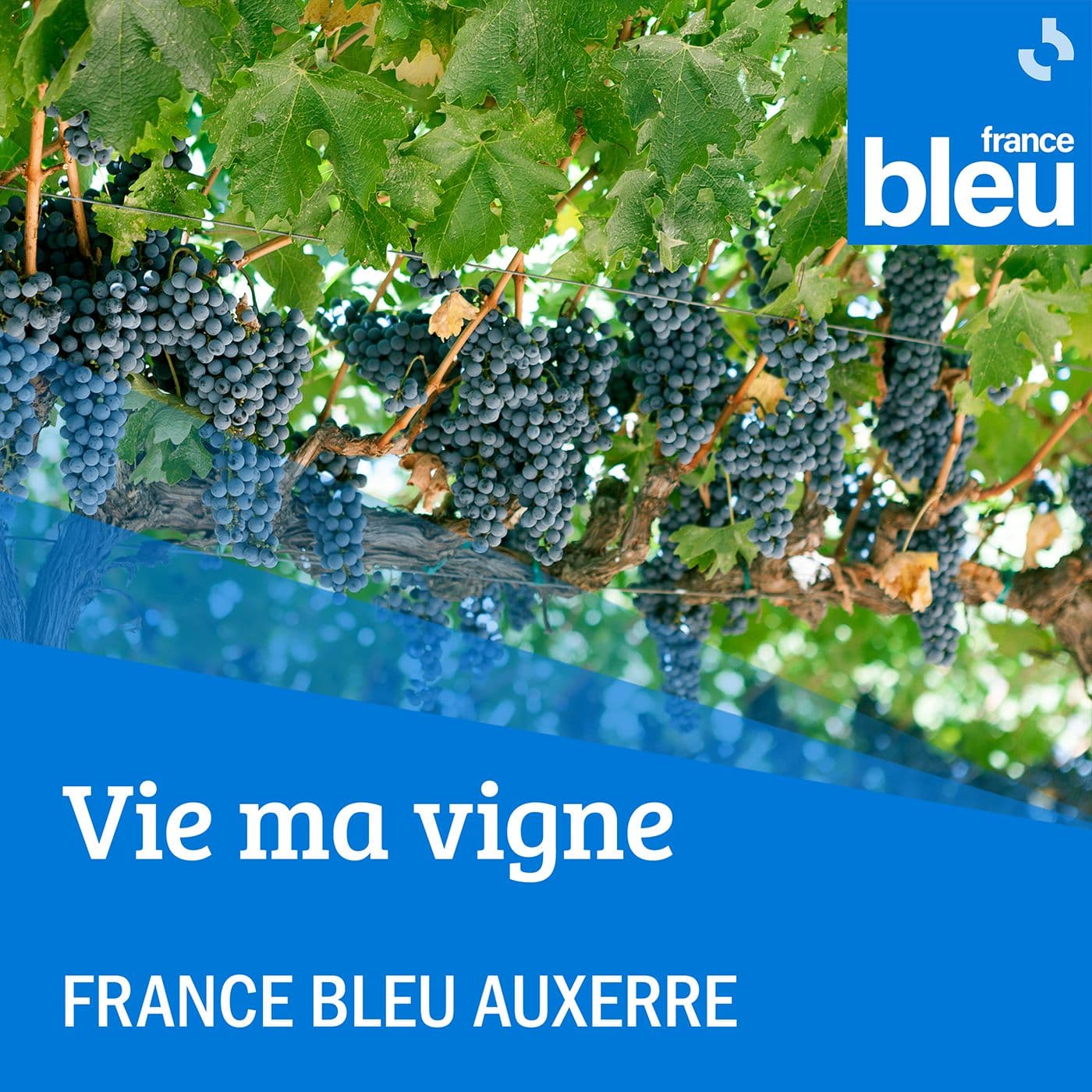 Vie ma vigne - France Bleu Auxerre - Podcasts