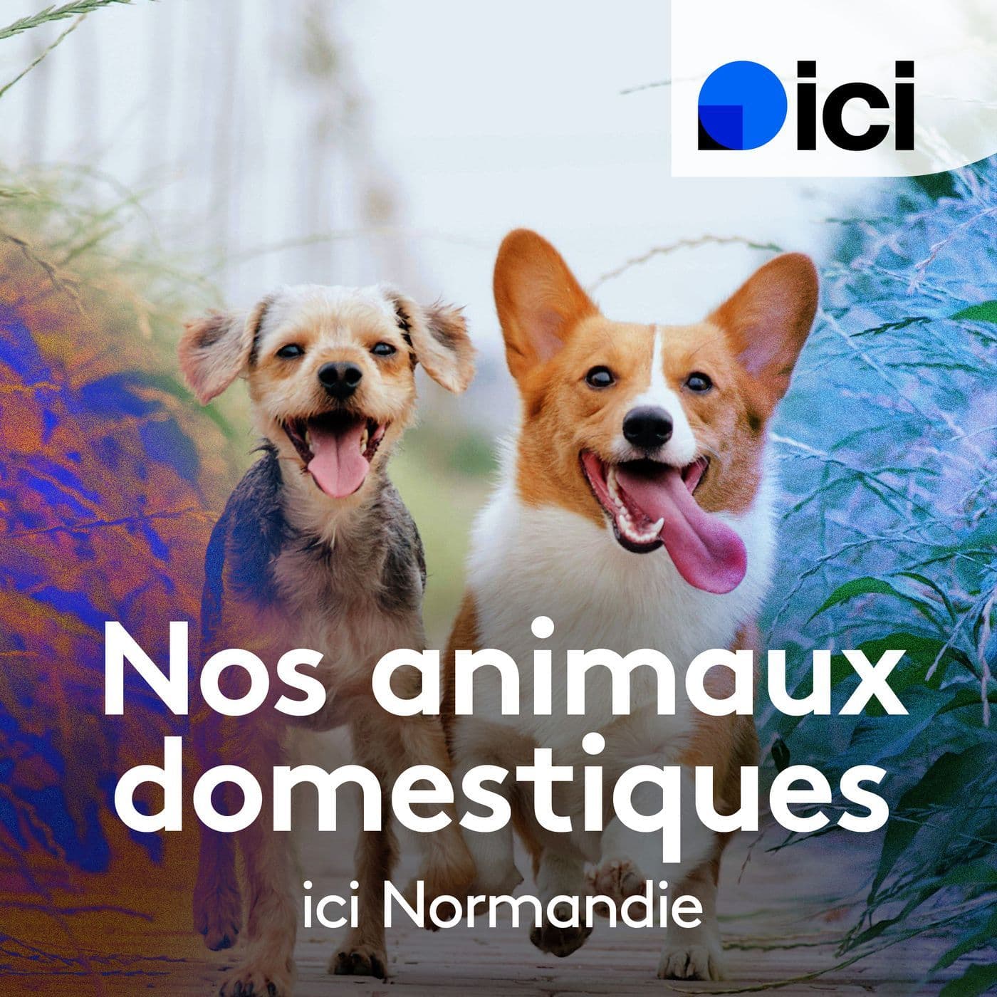 Nos animaux domestiques - Podcasts