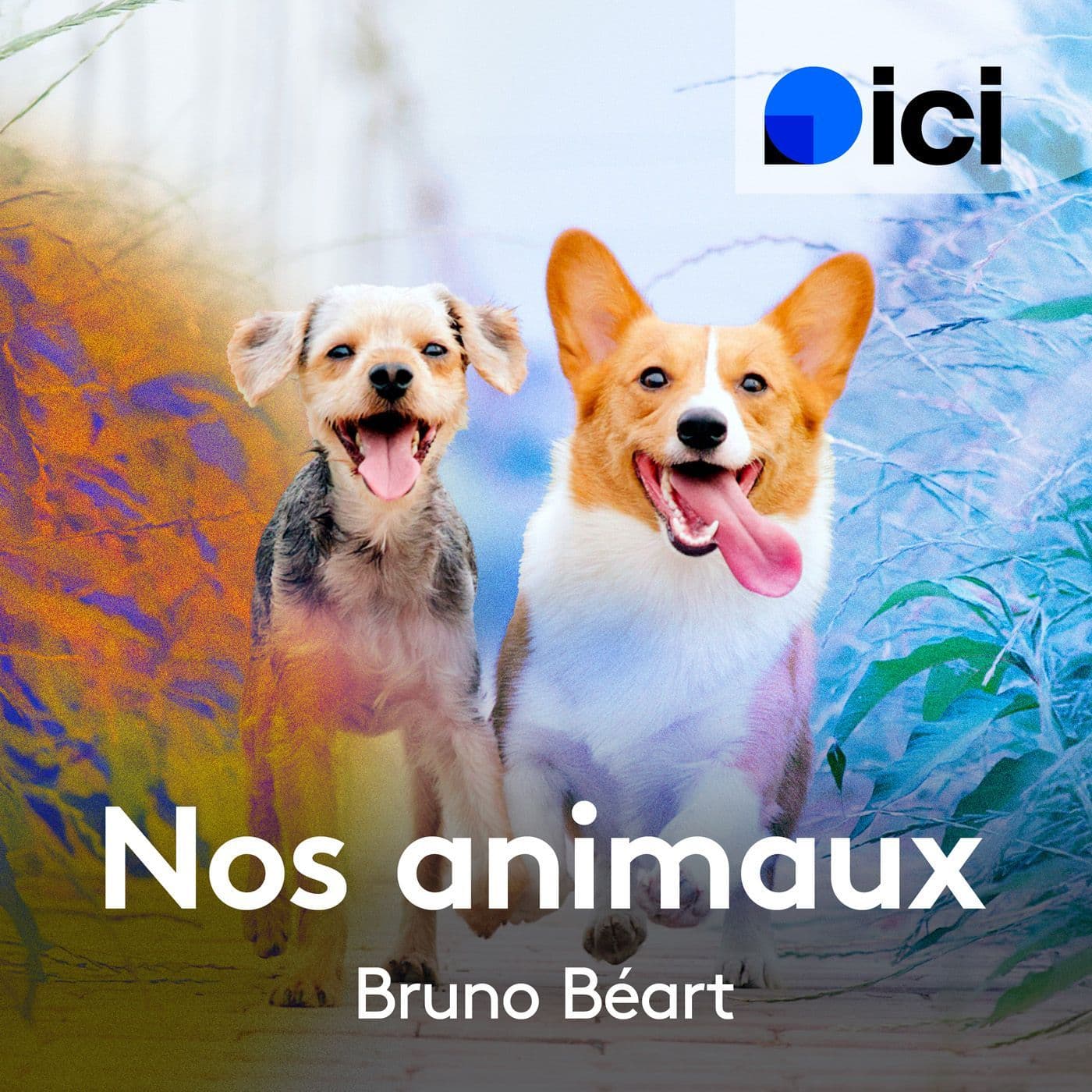 Nos animaux, ici Nord - Podcasts