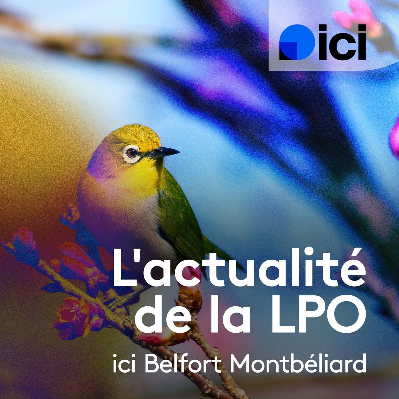 L'actualité de la LPO, ici Belfort Montbéliard - Podcasts